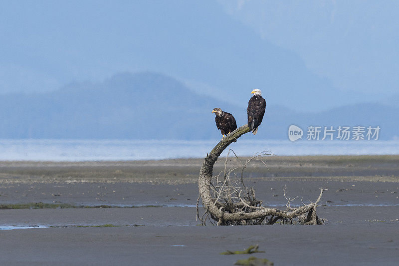 白头haliaeetus leucocephalus，阿拉斯加的秃鹰。美国的国鸟。